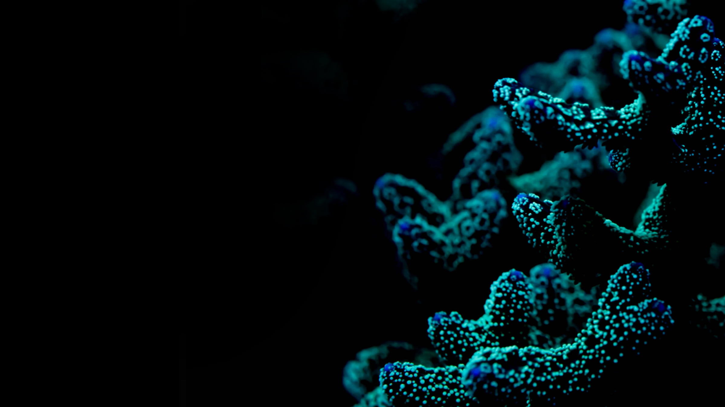 Light blue coral